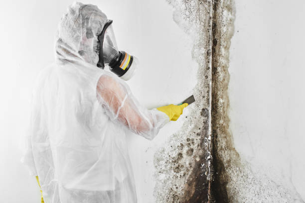 Best Affordable Mold Removal  in Heritage Pines, FL
