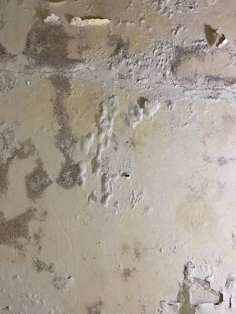 Best Mold Cleaning Services  in Heritage Pines, FL