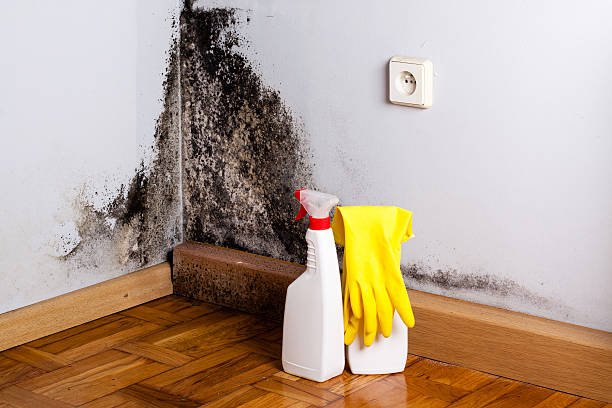 Attic Mold Removal in Heritage Pines, FL