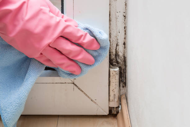 Best Mold Removal Company Near Me  in Heritage Pines, FL